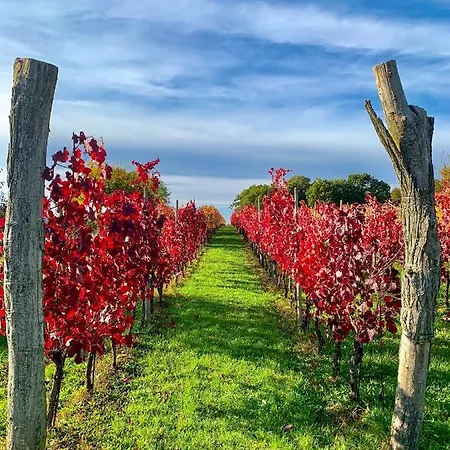 Skerlj Wine Estate * Tomaj