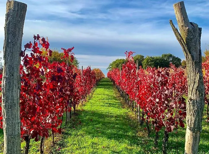 škerlj Wine Estate * Tomaj